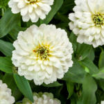 WhiteZinniaSeeds_3