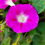 Scarlet O'Hara Morning Glory Vine Seeds