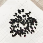 love-in-a-mist-miss-jekyll-white-shk-1