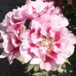 O1CN01rasfiV2BdOJHzL9IF__2044468361-0-cib