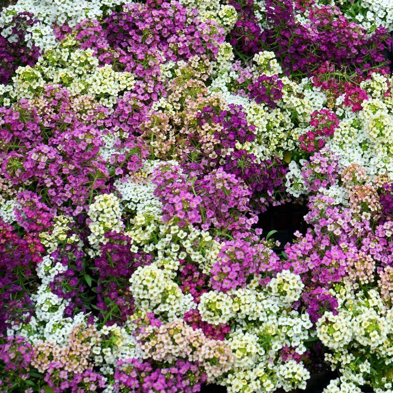 alyssum-paletta-mix-shk-3