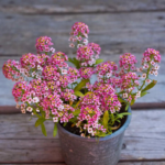 alyssum-rosie-1