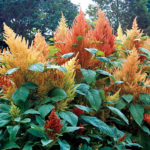 amaranthus-hot1