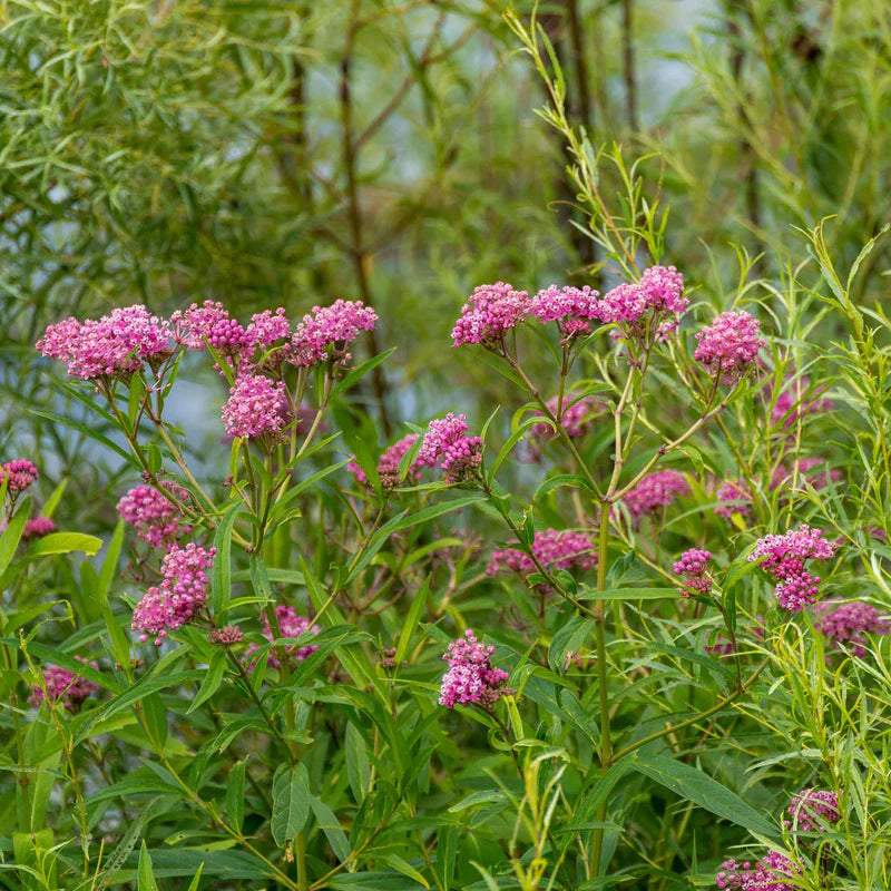 asclepias-swamp-milkweed-carmine-shk-3