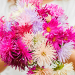 aster-nova-mix-noa-4