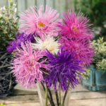 Valkyrie Mix China Aster Seeds