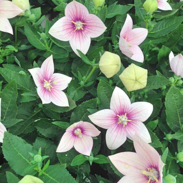 Komachi Balloon Flower Seeds