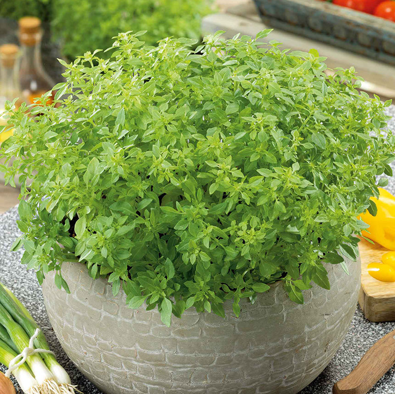 basil-minette-compact-greek-ndp-1