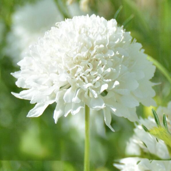 White Pincushion  Scabiosa Flower Seeds