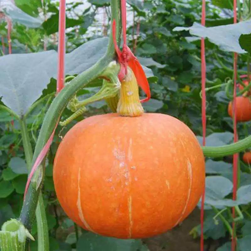 bb7fb3b665cf800981288e1d0cc11d0f