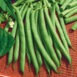 bean-harvester-ndp-1