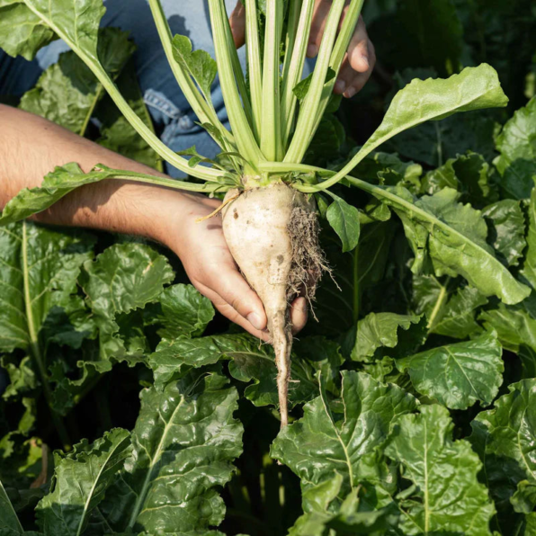 Avalanche White F1 Beet Seeds