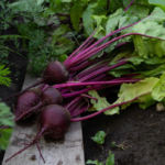 beets-detroit-dark-red-shk-3
