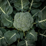 Belstar Hybrid Organic Broccoli Seeds