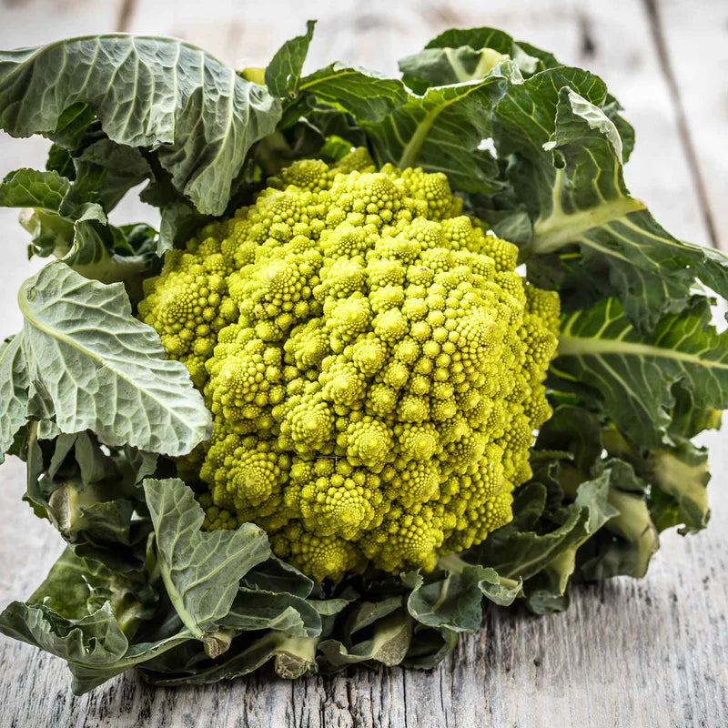 broccoli-romanesco-shk-1