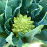 broccoli-romanesco-shk-2
