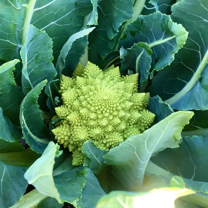 broccoli-romanesco-shk-2