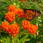 Butterfly Weed Seeds
