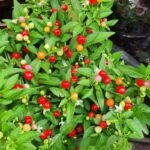 Tepin Pepper Seeds