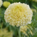 'White Swan' Marigold Seeds