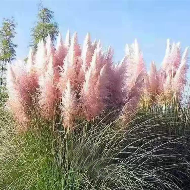 c7d20c6e8bf48c00f137328ff242adb2