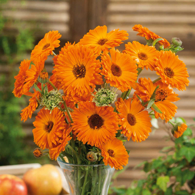 calendula-geisha-girl-noa-2