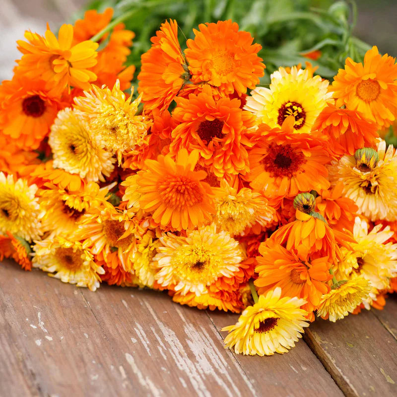 calendula-pacific-beauty-mix-mac-3-1