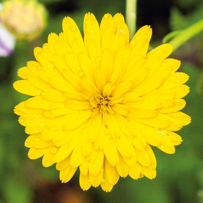 calendula-pacific-beauty-yellow-noa-1