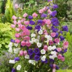 Mixed Canterbury Bells Campanula Seed