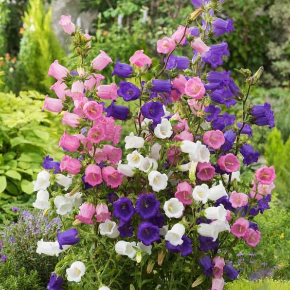 Mixed Canterbury Bells Campanula Seed