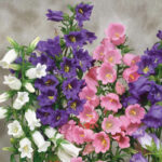 canterbury-bells-mixed-flo-1