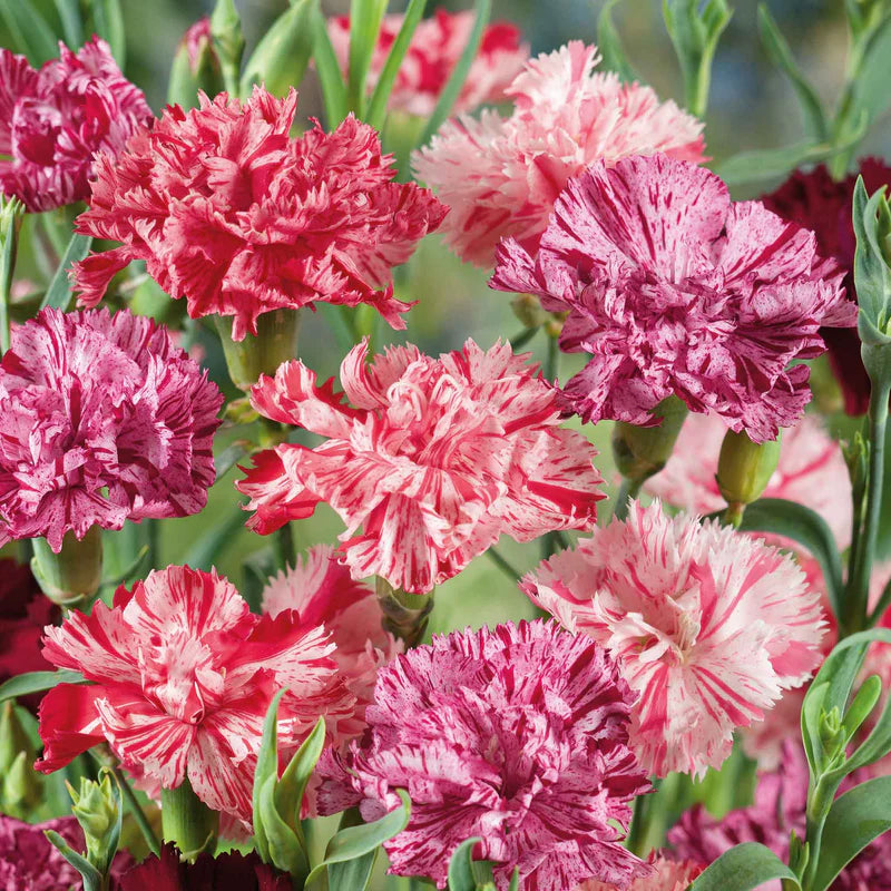 carnation-picotee-mix-ndp-1