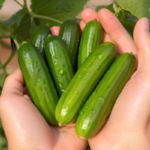Mini-Me F1 Organic Cucumber Seeds