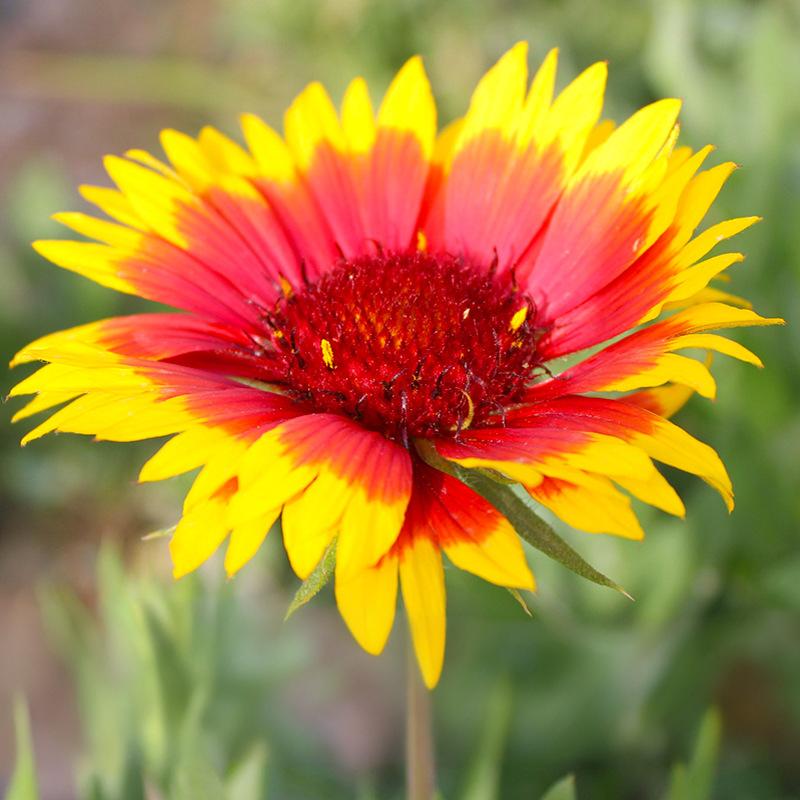 cd446038d3a2b21645004b4b2727074c