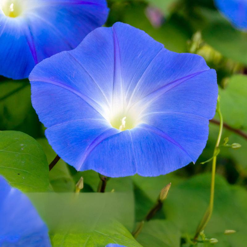 ceba0a1ba139823e13e13d43c2daa8d3-1