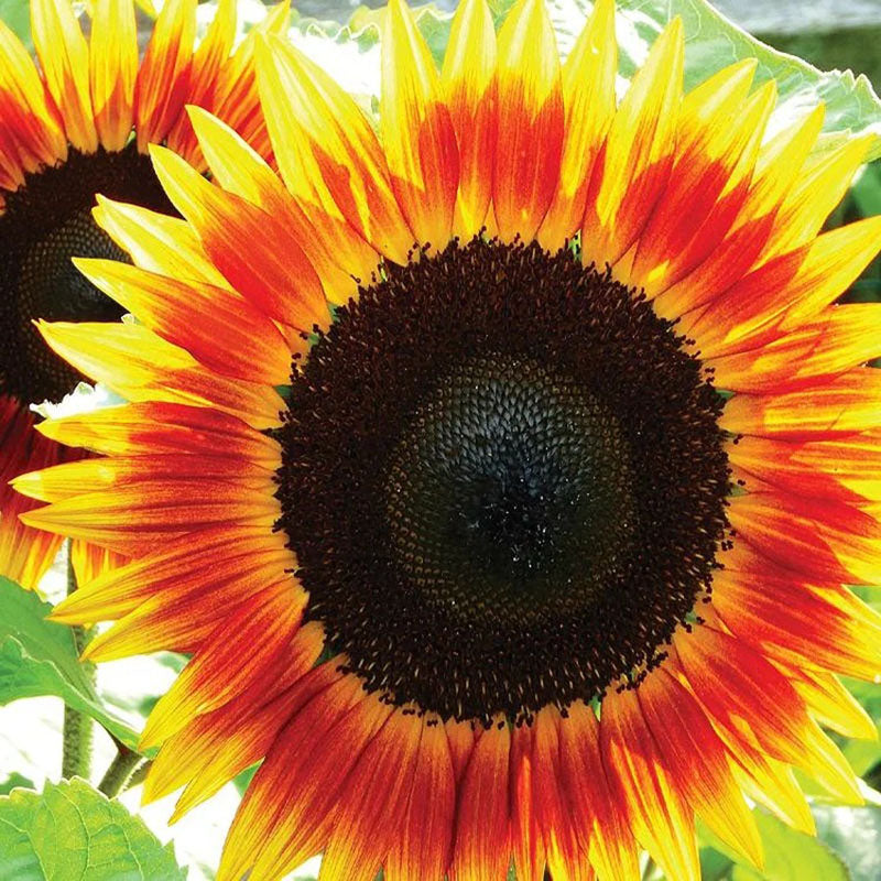 Sunflower, Fire Catcher Seeds
