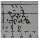 O1CN01K1RYfB2BdO9fR7Njl__2044468361-0-cib_1