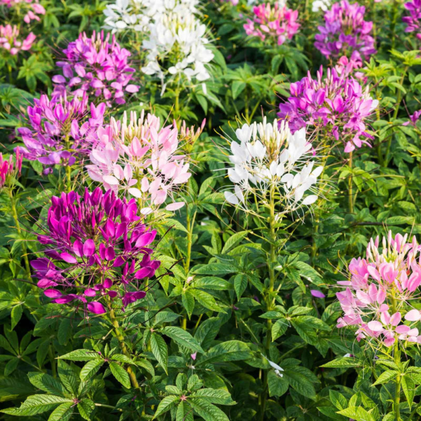 Sparkler Mix Cleome Flower Seeds