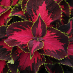 coleus-chocolate-2