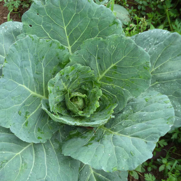 Top Chop Collard Seeds