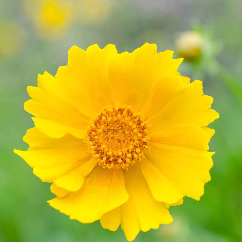 coreopsis-lance-1