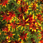 coreopsis-mardi-3