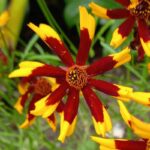 Roulette Coreopsis Seeds