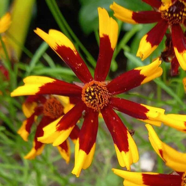 Roulette Coreopsis Seeds