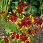coreopsis-mardi-3