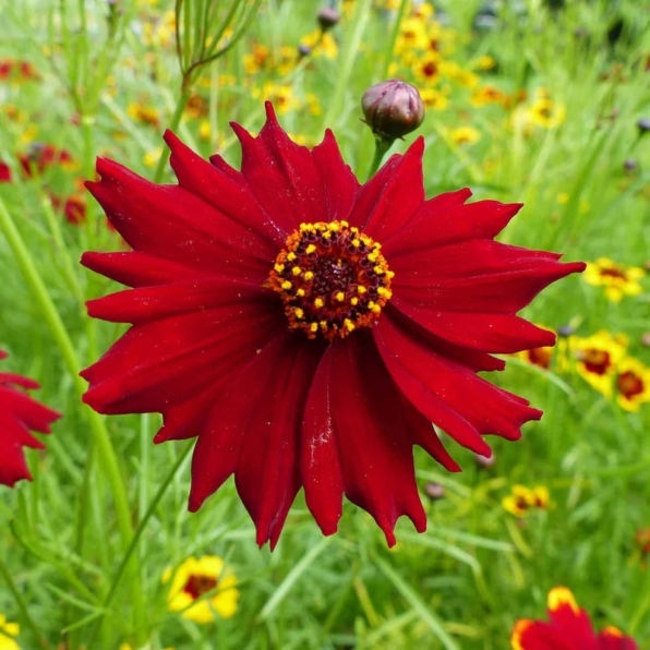 Plains Tall Red Coreopsis Seeds