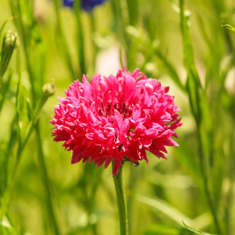 cornflower-tall-red-shk-2