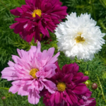 Double Click Mix Cosmos Flower Seeds