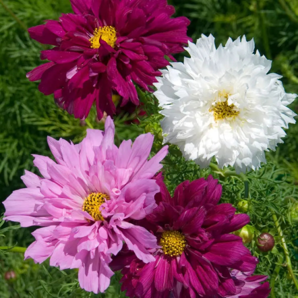 Double Click Mix Cosmos Flower Seeds