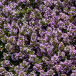 creeping-thyme-shk-4